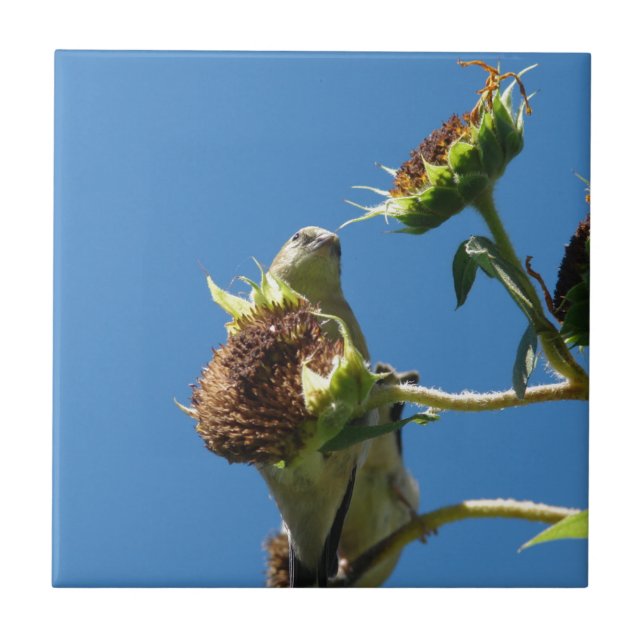 Carreau Goldfinch (Devant)