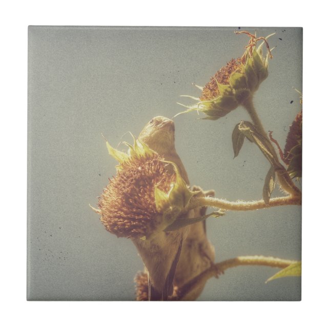 Carreau Goldfinch (Devant)