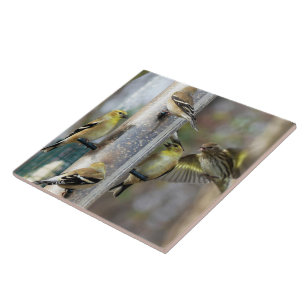 Carreau Goldfinches au chargeur