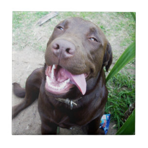 Carreau Goofy Delties : Chocolat Brown Labrador Puppy,