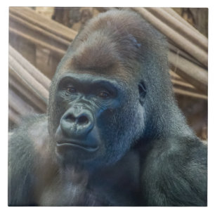 Carreau Gorilla en céramique vue rapprochée
