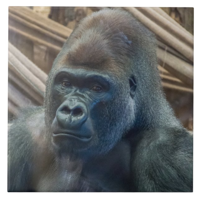 Carreau Gorilla en céramique vue rapprochée (Devant)