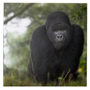Carreau Gorille de montagne et Silverback