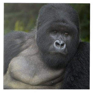 Carreau Gorille de montagne et Silverback