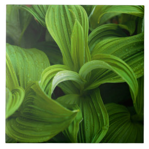 Carreau Gouttes de rosée sur un Helabore faux