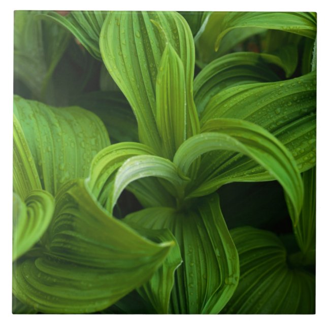 Carreau Gouttes de rosée sur un Helabore faux (Devant)