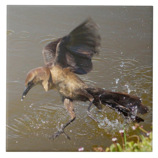 Carreau Gracker Oiseau volant marchant sur l'eau Carrelage (Devant)