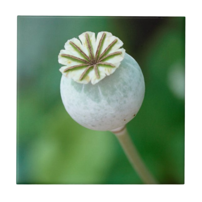 Carreau Graine de tête de fleur de pavot, Cap-Occidental (Devant)