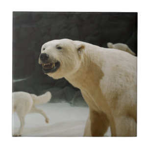 Carreau Graine d'ours polaire