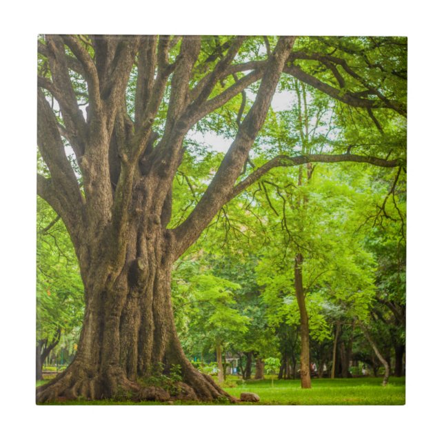 Carreau Grand arbre en parc (Devant)