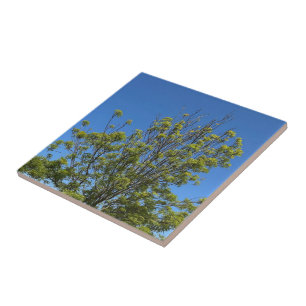Carreau Grand Ash Tree Dans La Belle Photo Ciel Bleu