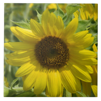 Carreau Grand Carrelage Décoratif De Tournesol