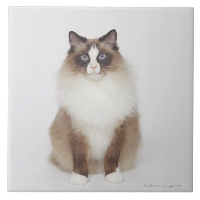 Carreau Grand chat velu (Devant)