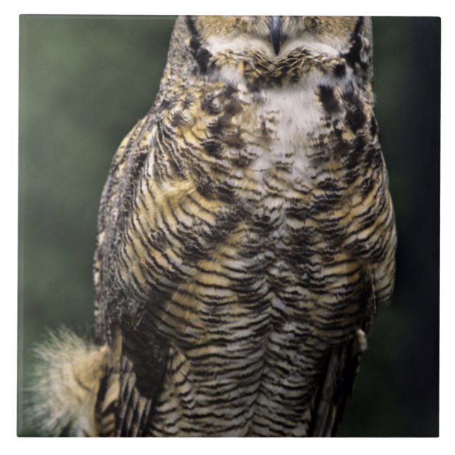 Carreau Grand-duc d'Amérique (Bubo virginianus), corps ent (Devant)