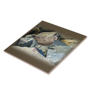 Carreau Grand Goéland à dos noir pour les jeunes