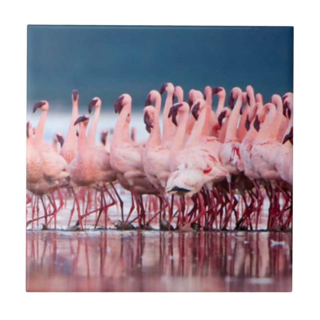 Carreau Grand Groupe de Flamants Nains (Devant)