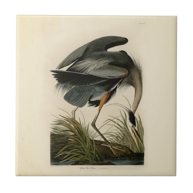 Carreau Grand Héron bleu d'Audubon Marais Oiseau (Devant)