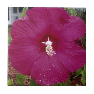 Carreau grand Hibiscus rouge foncé