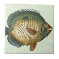Grand Poisson Coloré