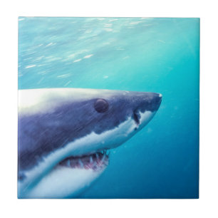 Carreau Grand requin blanc Afrique du Sud