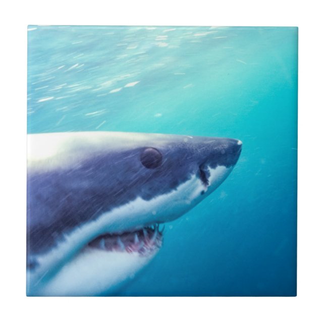 Carreau Grand requin blanc | Afrique du Sud (Devant)