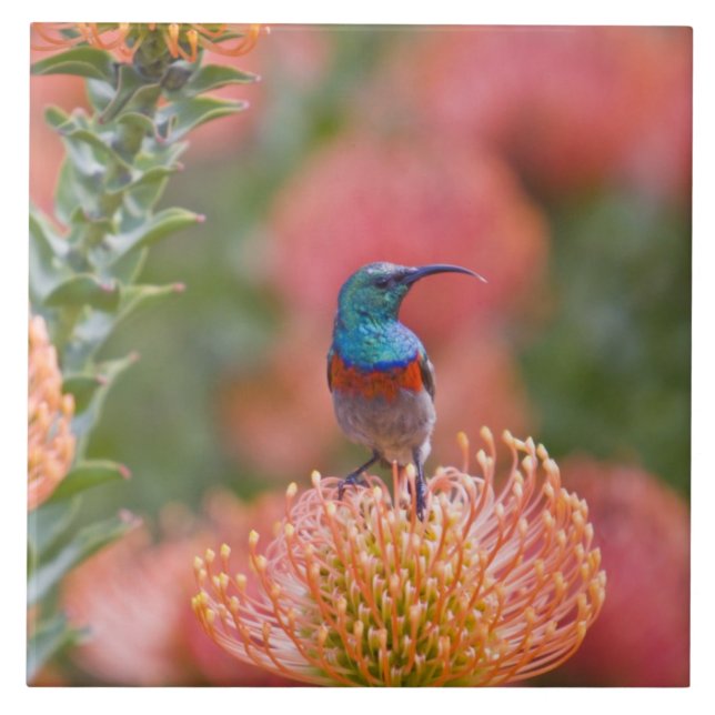 Carreau Grand Souimanga à double collier (Devant)