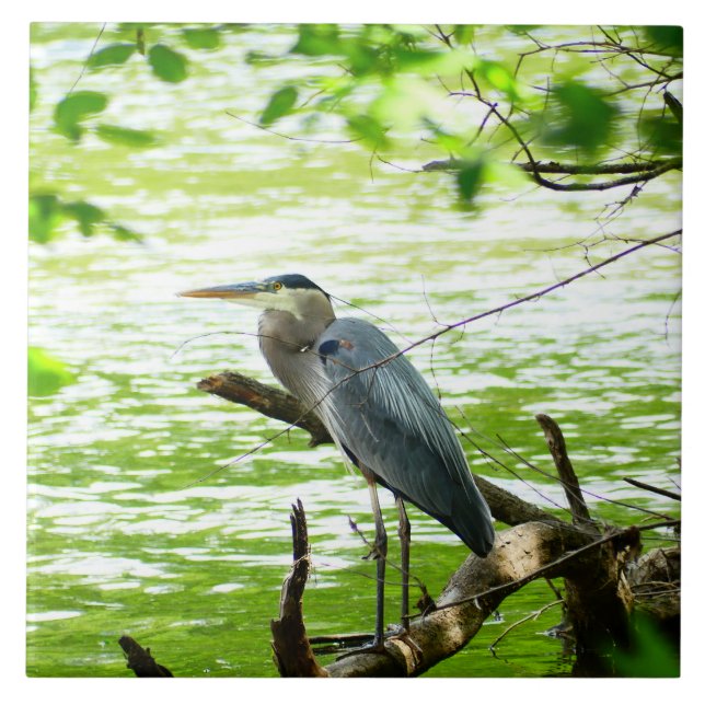 Carreau Grande Héron bleu printemps rivière forêt nature (Devant)