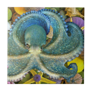Carreau Grande tuile bleue de poulpe