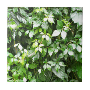 Carreau Grandes croissances du rampement vert de lierre