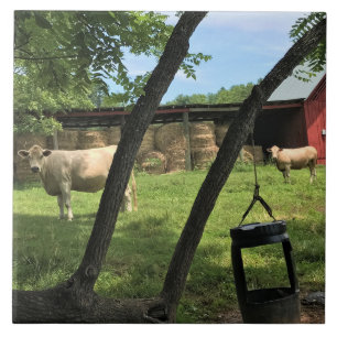 Carreau Grange et vaches, Caroline du Nord rurale