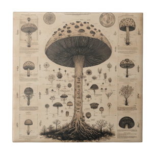Carreau Graphique botanique de champignon vintage (10)