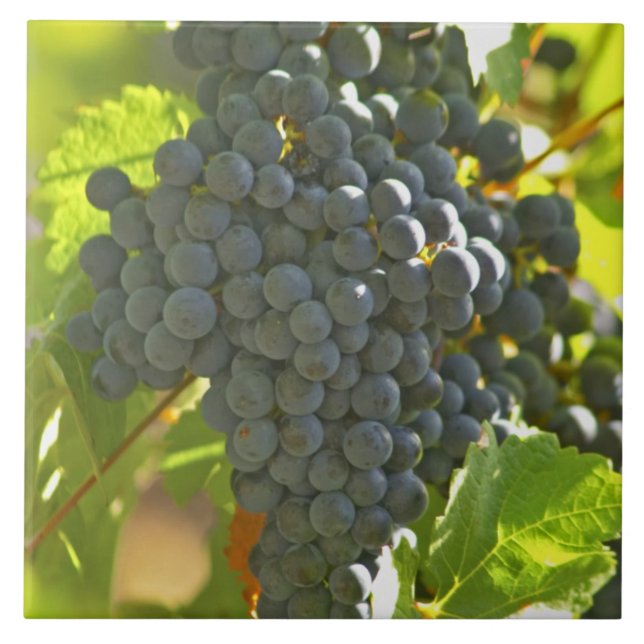 Carreau grappe de Cabernet Sauvignon dans le Château (Devant)