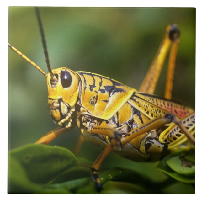 Carreau Grasshopper, Parc national des Everglades, Floride (Devant)