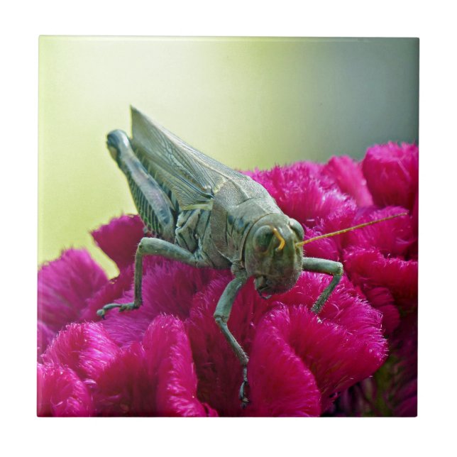 Carreau Grasshopper sur Cockscomb (Devant)