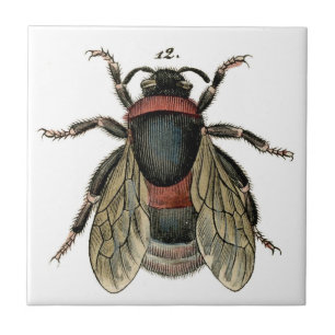 Carreau Gravure à l'eau-forte zoologique classique d'une