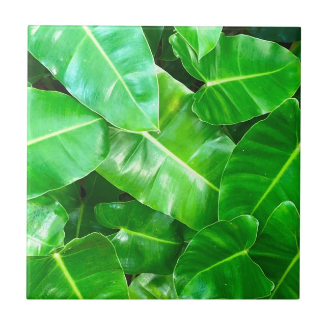 Carreau Green feuille Palm Leaf feuillage tropical jungle (Devant)