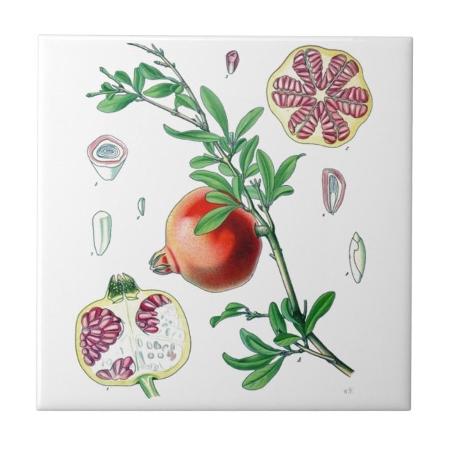 Carreau Grenade (Devant)