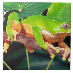 Carreau Grenouille arboricole singe bicolore, Phyllomedusa