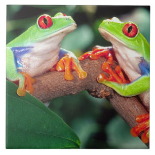 Carreau Grenouille aux yeux rouges, Agalychinis callidryas