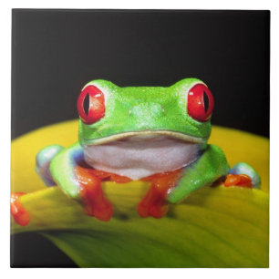 Carreau Grenouille aux yeux rouges, Agalychinis callidryas