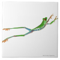 Grenouille aux yeux rouges saut