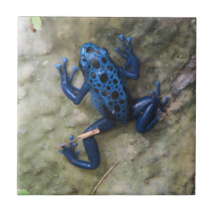 Carreau Grenouille bleue de dard de poison