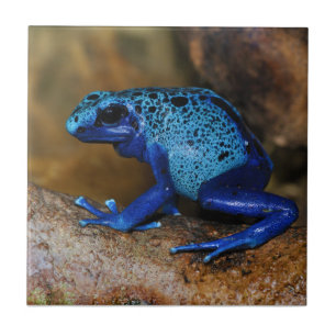 Carreau Grenouille bleue Dendrobates Azureus de dard de