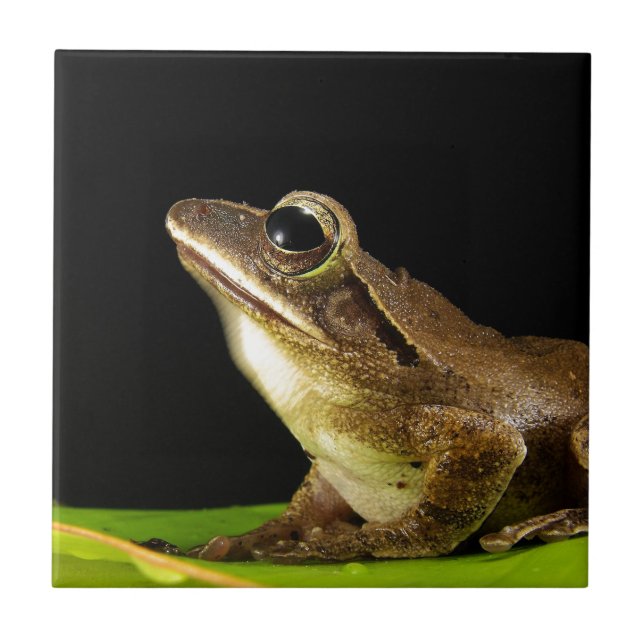 Carreau Grenouille commune sur une feuille (Devant)