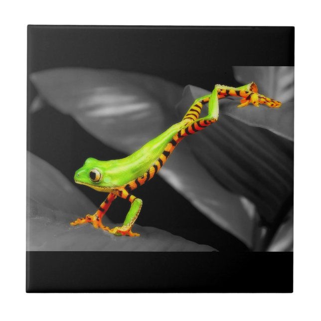 Carreau Grenouille d'arbre sautante (Devant)