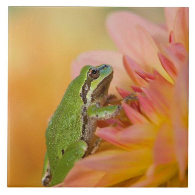 Carreau Grenouille du Pacifique sur des fleurs dans notre  (Devant)