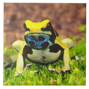Carreau Grenouille empoisonnée teinturière, Dendrobates ti