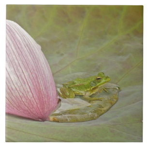 Carreau Grenouille et pétale de fleur de lotus, Chine,