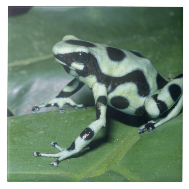 Carreau Grenouille flèche empoisonnée, (Dendrobates auratu (Devant)