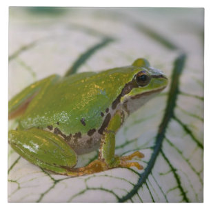 Carreau Grenouille léopard sur des fleurs dans notre jardi